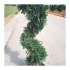Cupressus Leylandii Espiral 2 Cupressus Leylandii Espiral -Suministros De Jardineria Ventas 2024 cupressus leylandii 4