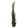 Cupressus Sempervirens Stricta 1 Cupressus Sempervirens Stricta -Suministros De Jardineria Ventas 2024 cupressus sempervirens stricta