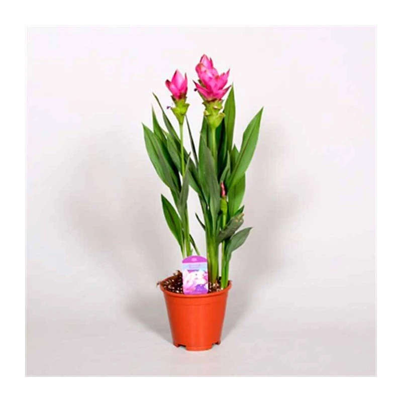 Cúrcuma Alismatifolia 4 Cúrcuma Alismatifolia - Imagen 2