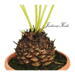 Cyca Media -Suministros De Jardineria Ventas 2024 cyca media 1