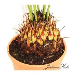 Cyca Panzhihuaensis 6 Cyca Panzhihuaensis -Suministros De Jardineria Ventas 2024 cyca panzhihuaensis 1