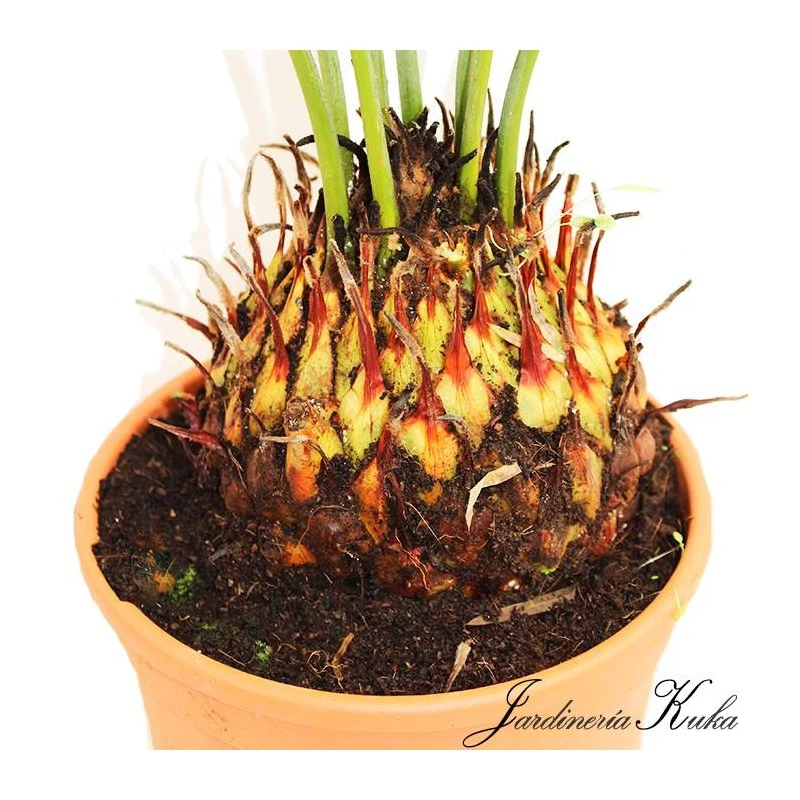 Cyca Panzhihuaensis 4 Cyca Panzhihuaensis - Imagen 2