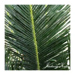 Cyca Panzhihuaensis 7 Cyca Panzhihuaensis -Suministros De Jardineria Ventas 2024 cyca panzhihuaensis 2