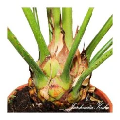 Cyca Rumphii -Suministros De Jardineria Ventas 2024 cyca rumphii 1