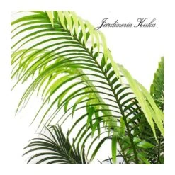 Cyca Rumphii -Suministros De Jardineria Ventas 2024 cyca rumphii 2