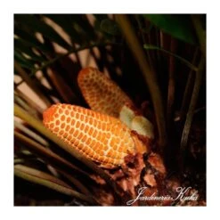 Cyca Zamia Floridana 6 Cyca Zamia Floridana -Suministros De Jardineria Ventas 2024 cyca zamia floridana 1