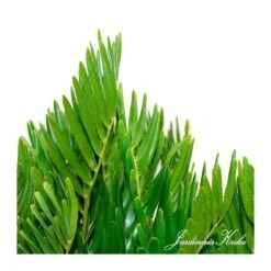 Cyca Zamia Floridana 7 Cyca Zamia Floridana -Suministros De Jardineria Ventas 2024 cyca zamia floridana 2