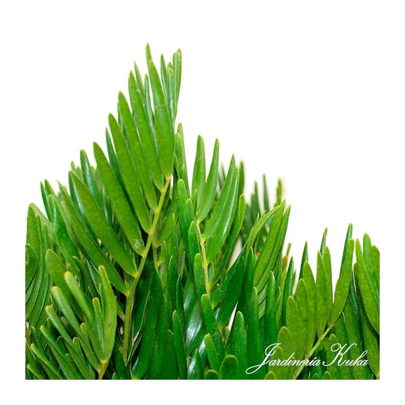 Cyca Zamia Floridana 5 Cyca Zamia Floridana - Imagen 3