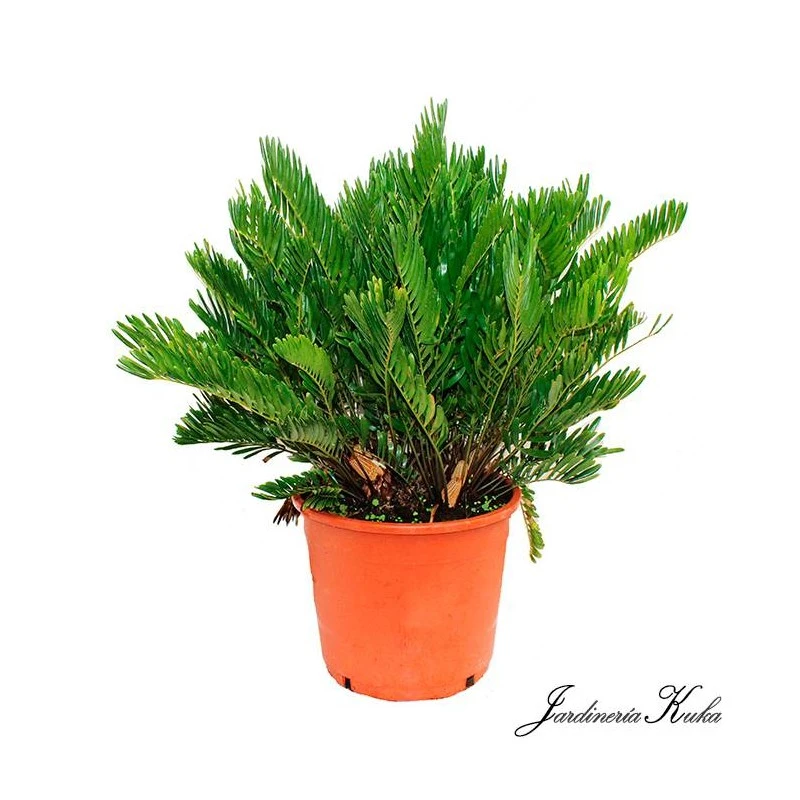 Cyca Zamia Floridana 3 Cyca Zamia Floridana