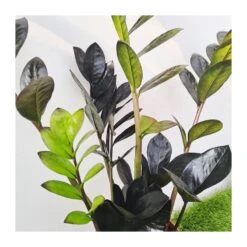 Cyca Zamioculca Zamifolia Raven 6 Cyca Zamioculca Zamifolia Raven -Suministros De Jardineria Ventas 2024 cyca zamioculca zamifolia raven 1