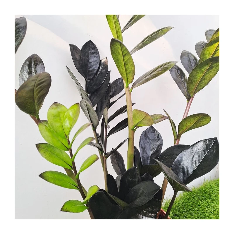 Cyca Zamioculca Zamifolia Raven 4 Cyca Zamioculca Zamifolia Raven - Imagen 2