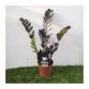 Cyca Zamioculca Zamifolia Raven -Suministros De Jardineria Ventas 2024 cyca zamioculca zamifolia raven