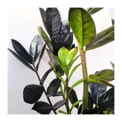 Cyca Zamioculca Zamifolia Raven 7 Cyca Zamioculca Zamifolia Raven -Suministros De Jardineria Ventas 2024 cyca zamioculca zamifolia raven 2