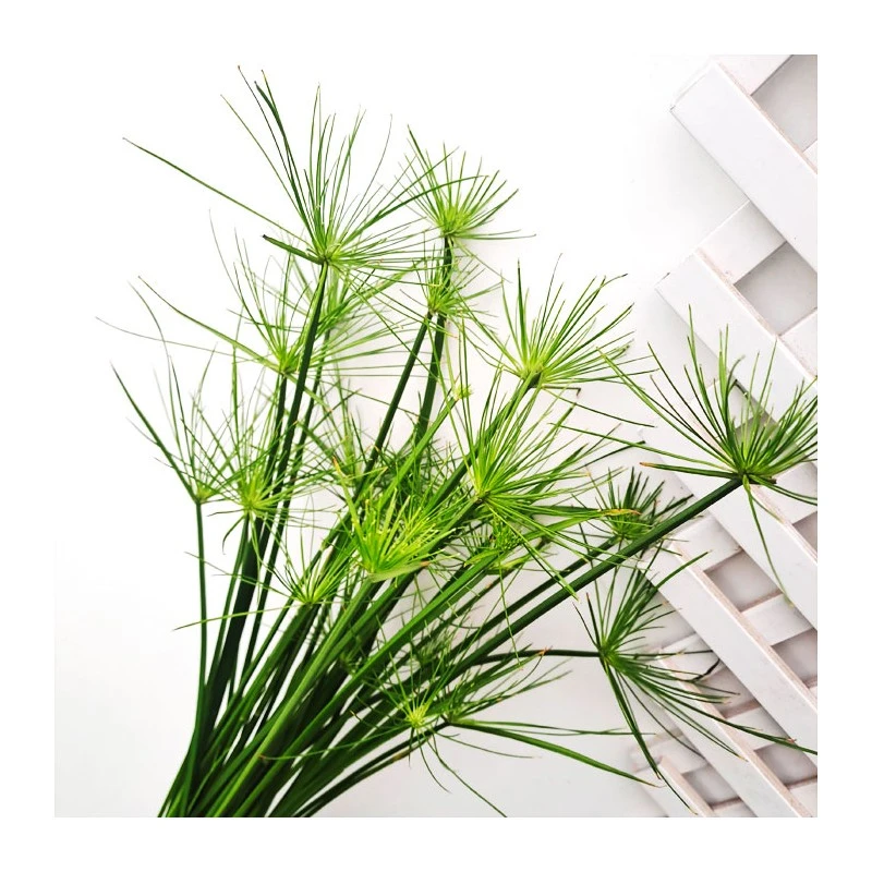 Cyperus Haspan 4 Cyperus Haspan - Imagen 2