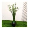Cyperus Haspan -Suministros De Jardineria Ventas 2024 cyperus haspan