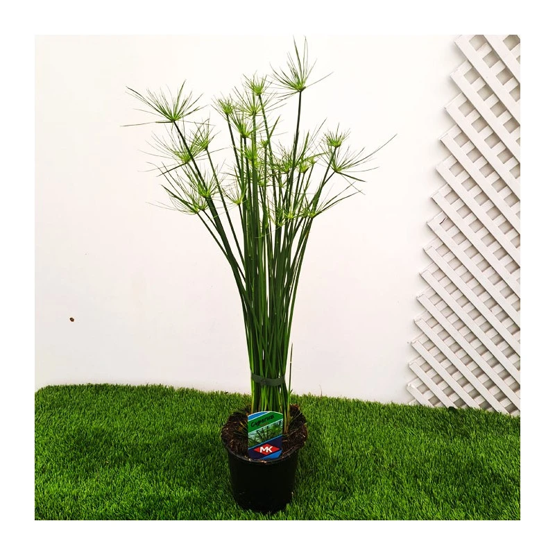 Cyperus Haspan 3 Cyperus Haspan