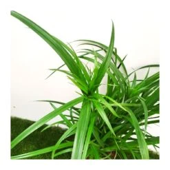 Cyperus Papirus -Suministros De Jardineria Ventas 2024 cyperus papirus 1