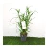 Cyperus Papirus 2 Cyperus Papirus -Suministros De Jardineria Ventas 2024 cyperus papirus