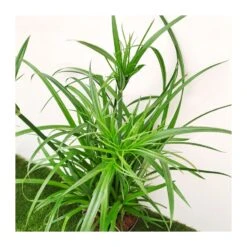 Cyperus Papirus -Suministros De Jardineria Ventas 2024 cyperus papirus 2
