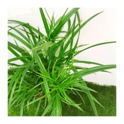 Cyperus Papirus -Suministros De Jardineria Ventas 2024 cyperus papirus 3