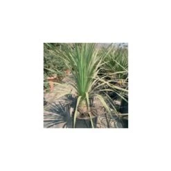 Dasylirion Longifolium