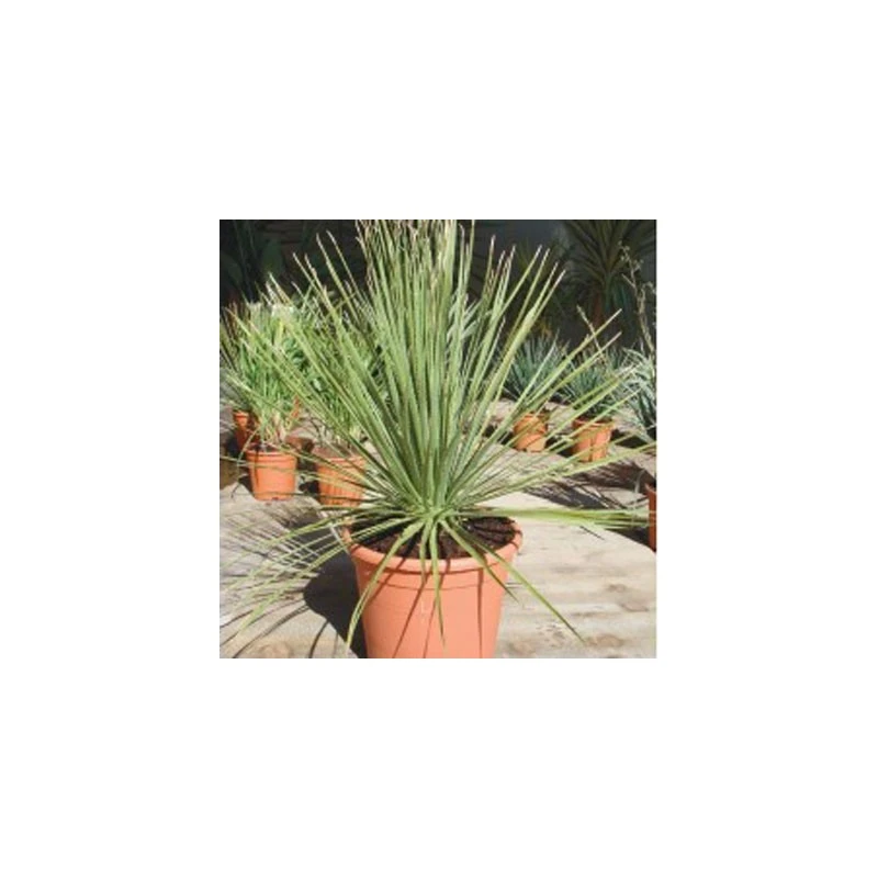 Dasylirion Serratifolium 3 Dasylirion Serratifolium