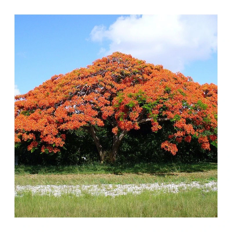 Delonix Regia. Ejemplar 4 Delonix Regia. Ejemplar - Imagen 2