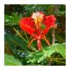 Delonix Regia. Ejemplar -Suministros De Jardineria Ventas 2024 delonix regia ejemplar