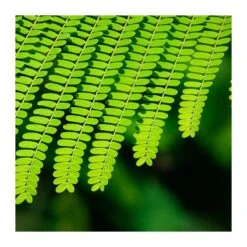 Delonix Regia. Ejemplar 7 Delonix Regia. Ejemplar -Suministros De Jardineria Ventas 2024 delonix regia ejemplar 2