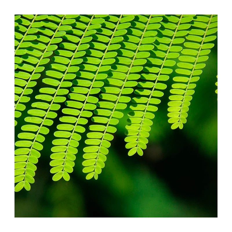 Delonix Regia. Ejemplar 5 Delonix Regia. Ejemplar - Imagen 3