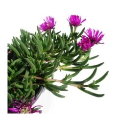 Delosperma Cooperi Pink -Suministros De Jardineria Ventas 2024 delosperma coperi pink 1