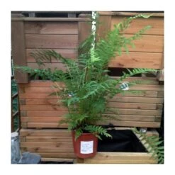 Dicksonia Antarctica