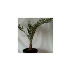 Dictyosperma Album Rubra