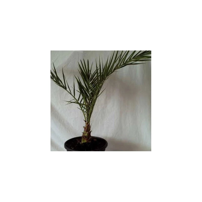 Dictyosperma Album Rubra 3 Dictyosperma Album Rubra