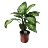 Dieffenbachia Reeva Tropic -Suministros De Jardineria Ventas 2024 diefenbachia tropic