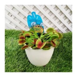 Dionaea Muscipula -Suministros De Jardineria Ventas 2024 dionaea muscipula 1