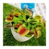 Dionaea Muscipula 1 Dionaea Muscipula -Suministros De Jardineria Ventas 2024 dionaea muscipula