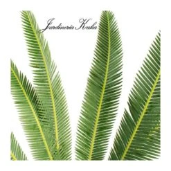 Dioon Edule -Suministros De Jardineria Ventas 2024 dioon edule 1
