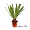 Dioon Edule -Suministros De Jardineria Ventas 2024 dioon edule