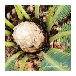 Dioon Edule -Suministros De Jardineria Ventas 2024 dioon edule 2