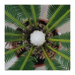 Dioon Spinulosum -Suministros De Jardineria Ventas 2024 dioon spinulosum 2