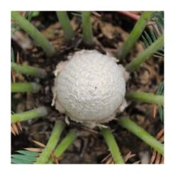 Dioon Spinulosum -Suministros De Jardineria Ventas 2024 dioon spinulosum 3