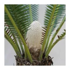Dioon Spinulosum -Suministros De Jardineria Ventas 2024 dioon spinulosum 4