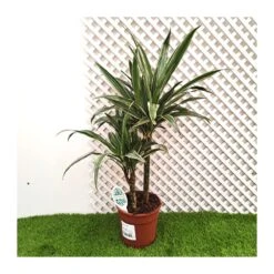Dracaena Deremensis 5 Dracaena Deremensis -Suministros De Jardineria Ventas 2024 dracaena deremensis 1