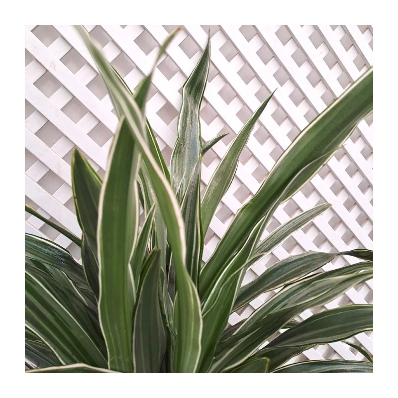 Dracaena Deremensis 3 Dracaena Deremensis