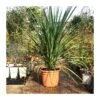 Dracaena Indivisa -Suministros De Jardineria Ventas 2024 dracaena indevisa