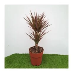 Dracaena Marginata Rainbow -Suministros De Jardineria Ventas 2024 dracaena marginata rainbow 1