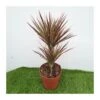 Dracaena Marginata Rainbow -Suministros De Jardineria Ventas 2024 dracaena marginata rainbow