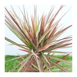 Dracaena Marginata Rainbow -Suministros De Jardineria Ventas 2024 dracaena marginata rainbow 2
