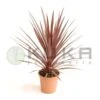 Dracena Australis Red Star 1 Dracena Australis Red Star -Suministros De Jardineria Ventas 2024 dracena australis red star